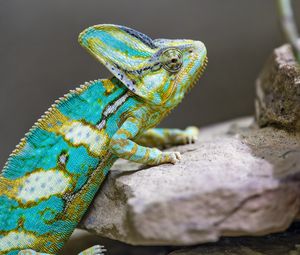 Preview wallpaper chameleon, spots, reptile, stones, exotic