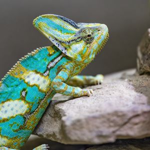 Preview wallpaper chameleon, spots, reptile, stones, exotic