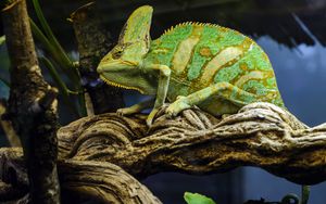 Preview wallpaper chameleon, tree, animal, reptile
