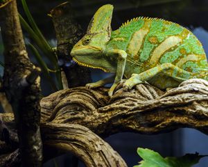 Preview wallpaper chameleon, tree, animal, reptile