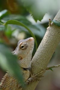 Preview wallpaper chameleon, tree, reptile