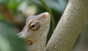 Preview wallpaper chameleon, tree, reptile