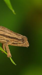 Preview wallpaper chameleon, twigs, grass, plant, climbing