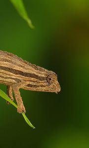 Preview wallpaper chameleon, twigs, grass, plant, climbing