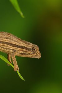 Preview wallpaper chameleon, twigs, grass, plant, climbing