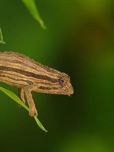 Preview wallpaper chameleon, twigs, grass, plant, climbing