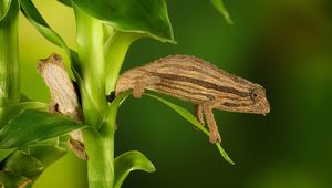 Preview wallpaper chameleon, twigs, grass, plant, climbing