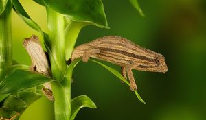 Preview wallpaper chameleon, twigs, grass, plant, climbing