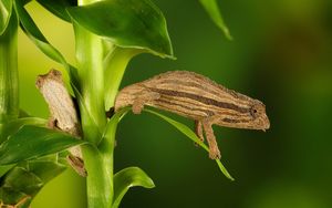 Preview wallpaper chameleon, twigs, grass, plant, climbing