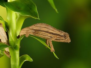 Preview wallpaper chameleon, twigs, grass, plant, climbing