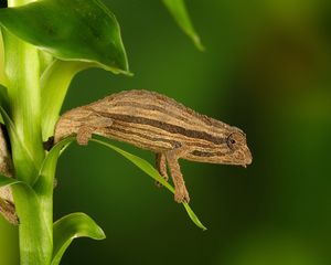 Preview wallpaper chameleon, twigs, grass, plant, climbing