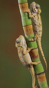 Preview wallpaper chameleons, crawling, couple, branch