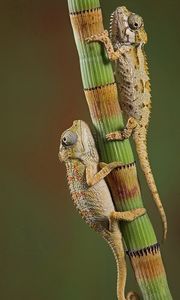 Preview wallpaper chameleons, crawling, couple, branch