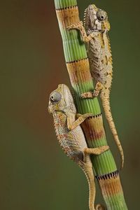 Preview wallpaper chameleons, crawling, couple, branch