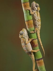 Preview wallpaper chameleons, crawling, couple, branch