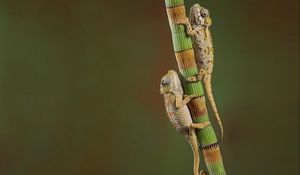 Preview wallpaper chameleons, crawling, couple, branch