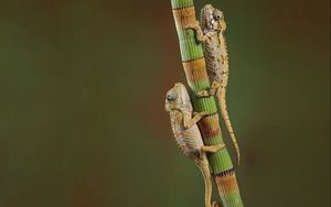 Preview wallpaper chameleons, crawling, couple, branch