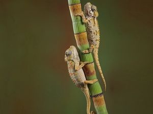 Preview wallpaper chameleons, crawling, couple, branch