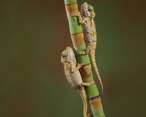 Preview wallpaper chameleons, crawling, couple, branch