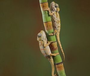 Preview wallpaper chameleons, crawling, couple, branch