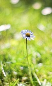 Preview wallpaper chamomile, background, macro, bokeh, grass, herbs