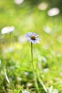 Preview wallpaper chamomile, background, macro, bokeh, grass, herbs