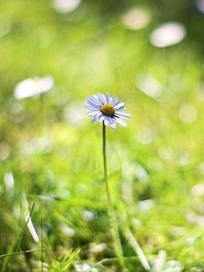 Preview wallpaper chamomile, background, macro, bokeh, grass, herbs