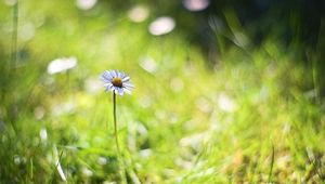 Preview wallpaper chamomile, background, macro, bokeh, grass, herbs