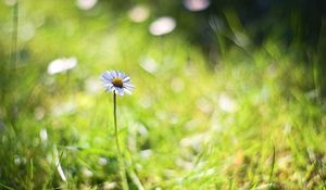 Preview wallpaper chamomile, background, macro, bokeh, grass, herbs