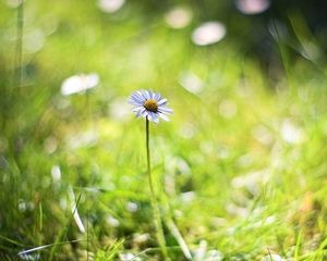 Preview wallpaper chamomile, background, macro, bokeh, grass, herbs