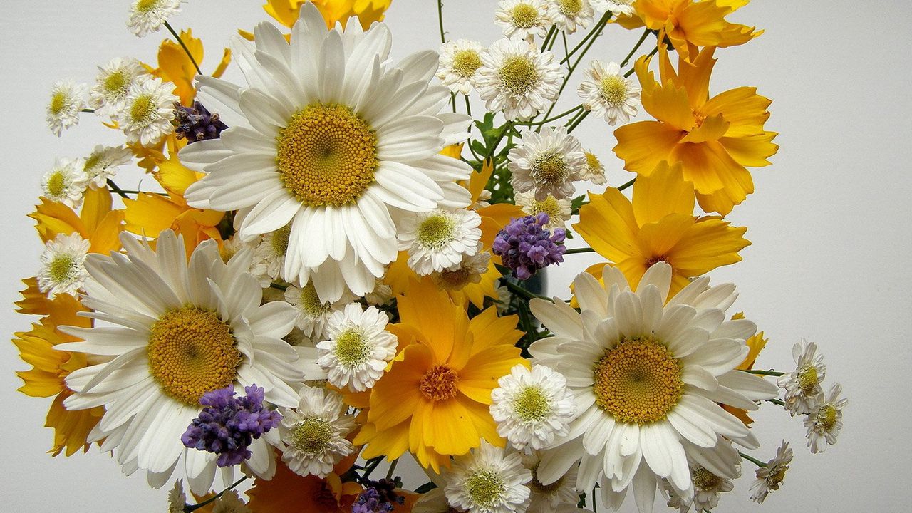 Wallpaper chamomile, big, small, flowers, bouquets, composition