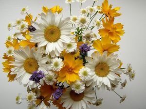 Preview wallpaper chamomile, big, small, flowers, bouquets, composition