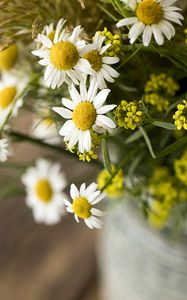 Preview wallpaper chamomile, bouquet, flowers, petals, macro