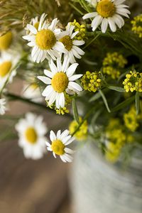 Preview wallpaper chamomile, bouquet, flowers, petals, macro