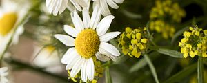 Preview wallpaper chamomile, bouquet, flowers, petals, macro