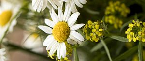 Preview wallpaper chamomile, bouquet, flowers, petals, macro