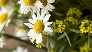 Preview wallpaper chamomile, bouquet, flowers, petals, macro