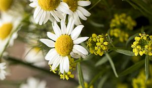 Preview wallpaper chamomile, bouquet, flowers, petals, macro