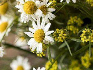 Preview wallpaper chamomile, bouquet, flowers, petals, macro