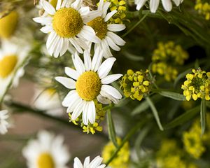 Preview wallpaper chamomile, bouquet, flowers, petals, macro