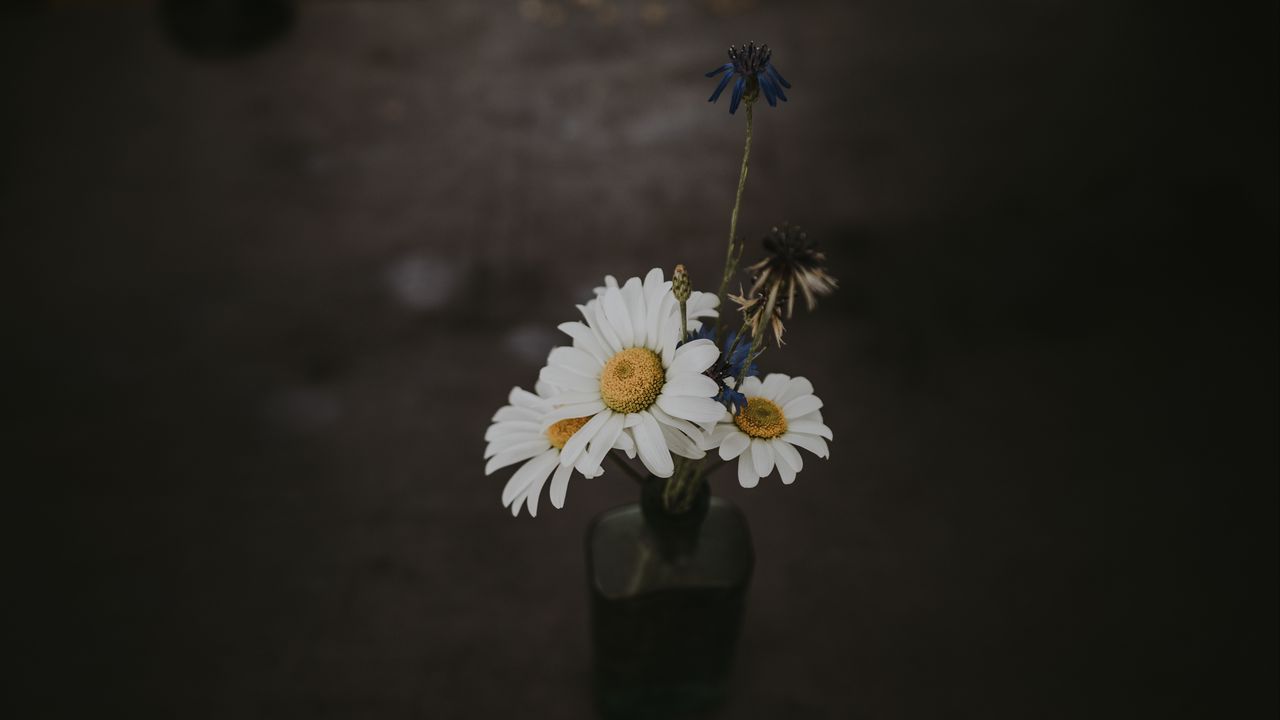 Wallpaper chamomile, bouquet, vase, field flowers, composition