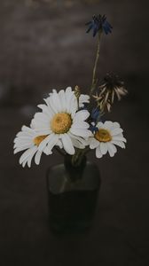 Preview wallpaper chamomile, bouquet, vase, field flowers, composition