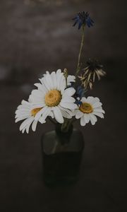 Preview wallpaper chamomile, bouquet, vase, field flowers, composition