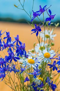 Preview wallpaper chamomile, consolida, flower, bouquet, field