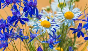 Preview wallpaper chamomile, consolida, flower, bouquet, field