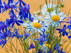 Preview wallpaper chamomile, consolida, flower, bouquet, field