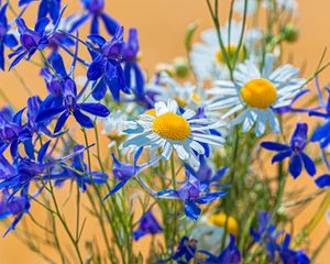 Preview wallpaper chamomile, consolida, flower, bouquet, field