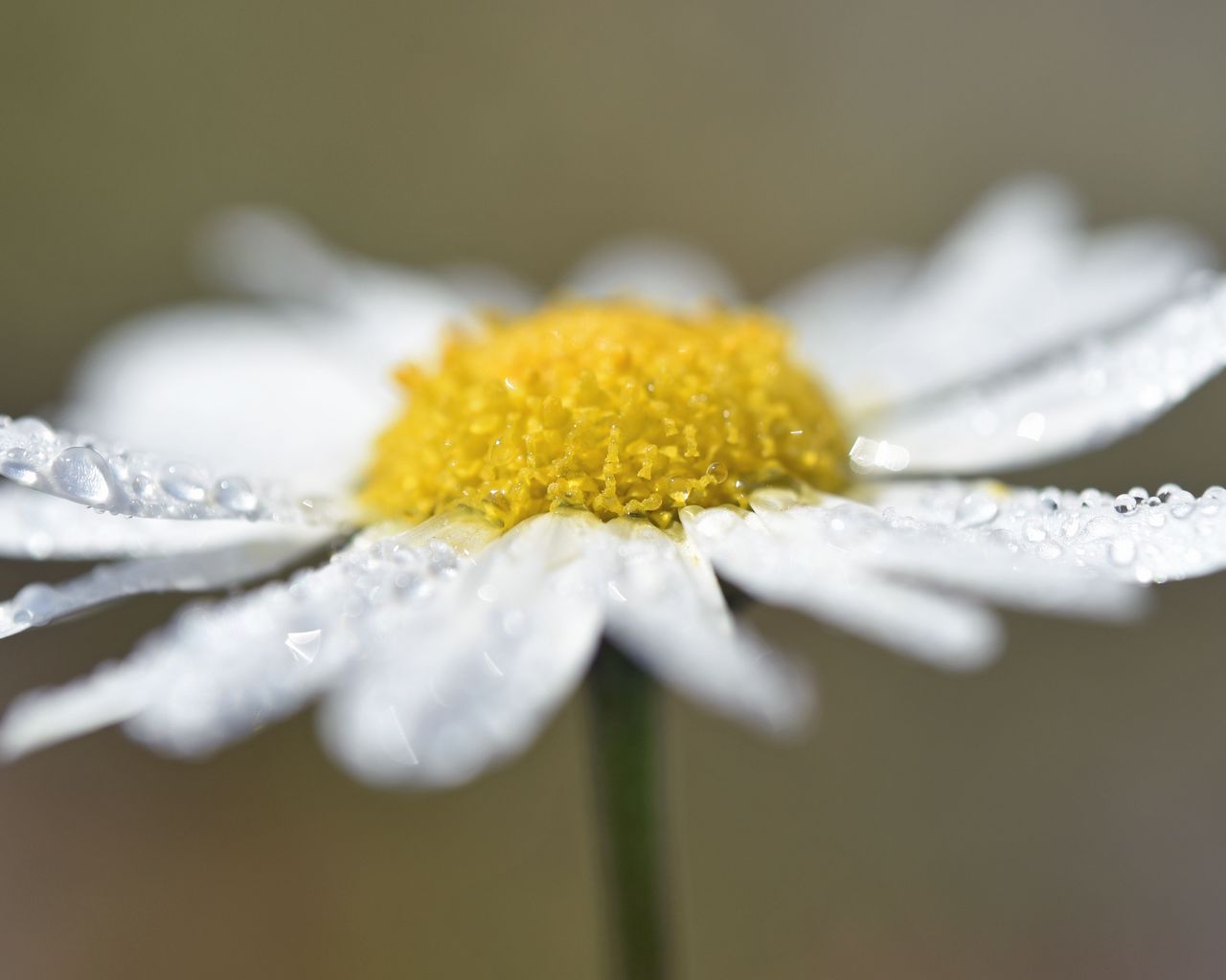 1280x1024 Wallpaper chamomile, drops, flower, petals, macro