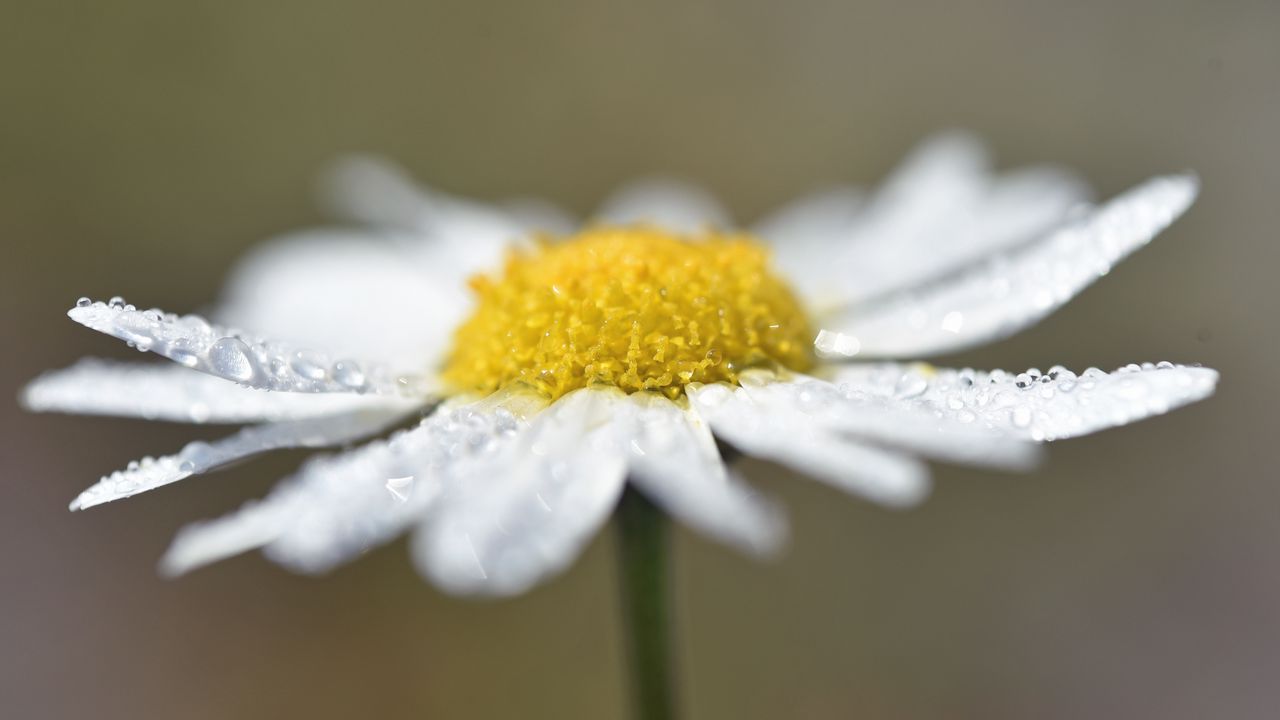 Wallpaper chamomile, drops, flower, petals, macro