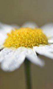 Preview wallpaper chamomile, drops, flower, petals, macro